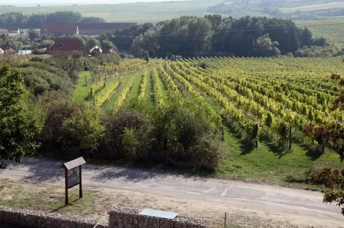 Ikonická vinice Šobes